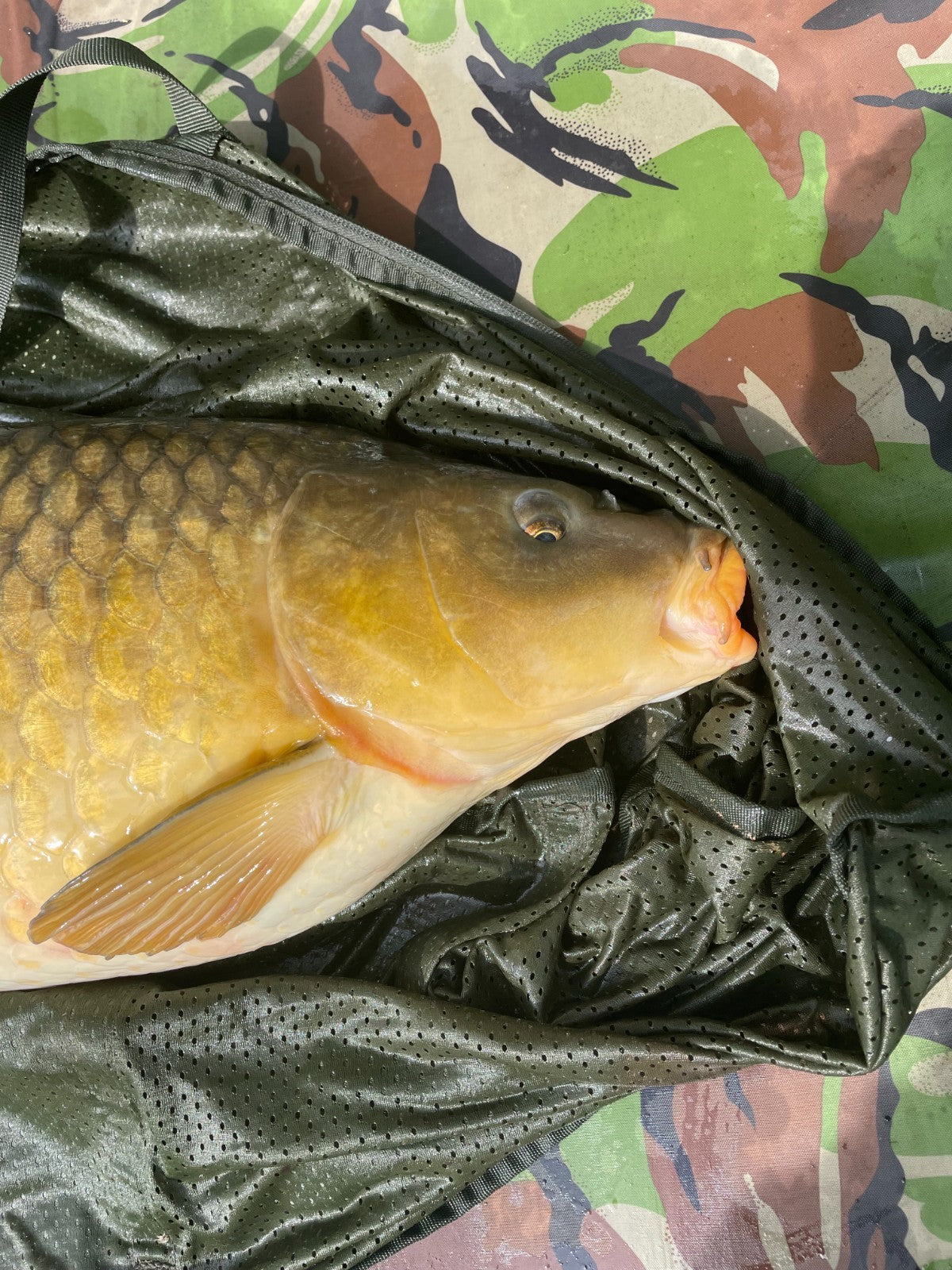 Koi Carp Sinking Fish Food Pellets, 6mm, High Oil, Growth 32% Protein Halibut